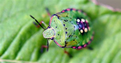 Stink Bug Spiritual Meaning And Symbolism Odd Facts