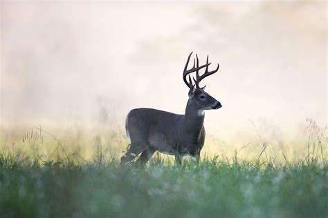 3 Best Deer Hunting States for Beginner Bowhunters - Wide Open Spaces