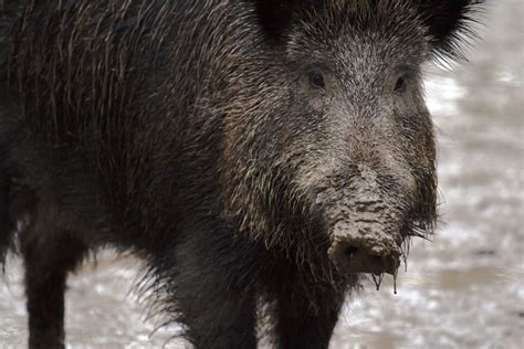 Lünen Randalierendes Wildschwein erlöst Deutsche Jagdzeitung News