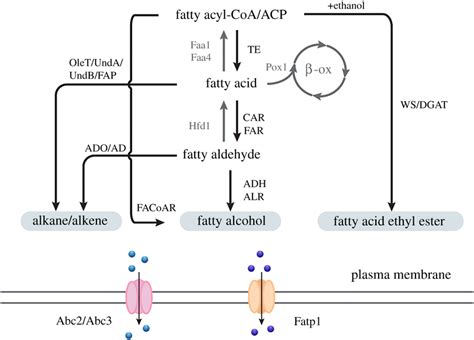 Heterologous Pathways For Fatty Acid Derived Biofuel Synthesis And