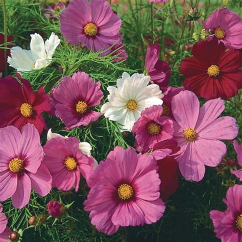 Cosmos Bipinnatus Sensation Mix