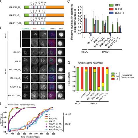 KNL1 Contains Multiple Independent BUB Recruitment Modules A