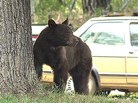 Why early summer brings more bear sightings - BearWise