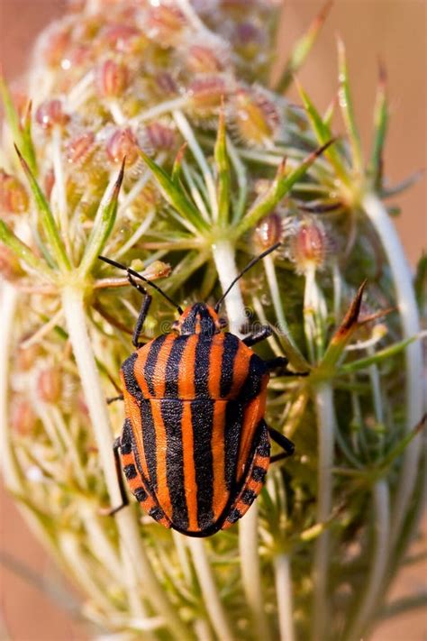 Black And Red Striped Shield Bug Stock Image Image Of Insect Striped