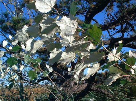 16 Silver Foliage Plants To Brighten Your Landscape