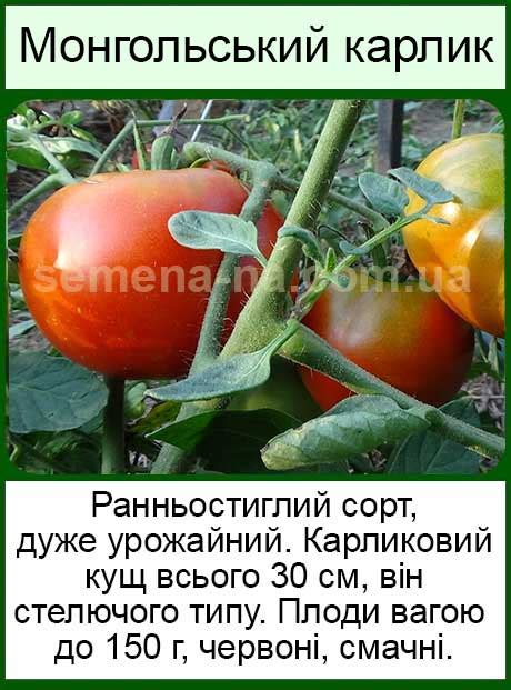 Насіння низькорослих помідор