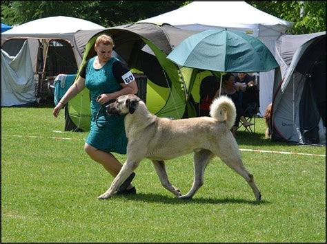 Kangal Shepherd Dog-Puppies for Sale | Dog breeds, Buy a dog, Puppies