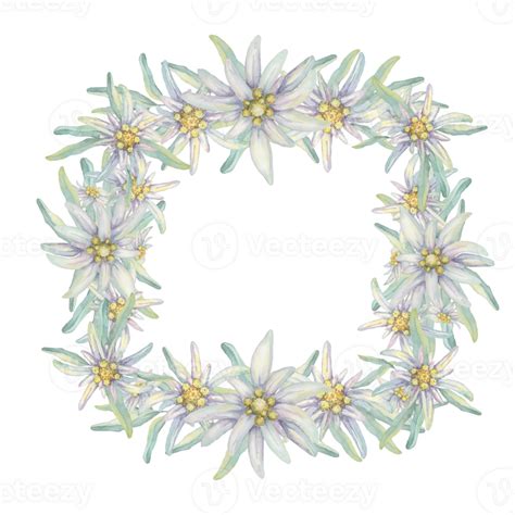 Square Wreath Of Edelweiss Flowers Hand Drawn Watercolor Frame Clipart