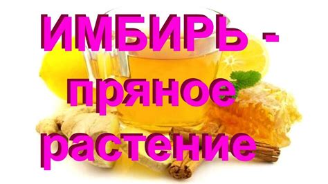 Имбирь - пряное растение - YouTube
