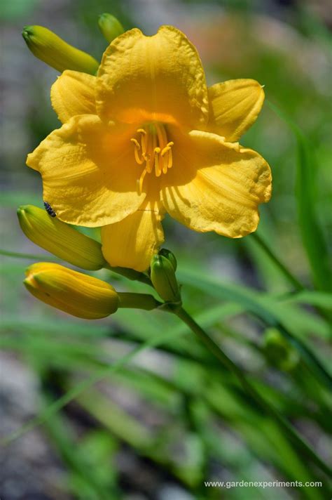 Stella Doro Daylily Produces Multiple Gold Flowers Deadhead To Keep