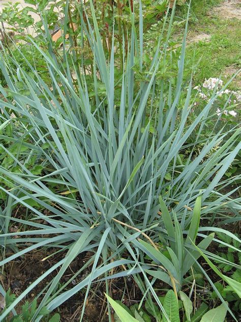 Эллимус – колосняк песчанный (Elymus arenarius)