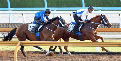 【帝王賞】セラフィックコールとキングズソードが併せ馬 寺島調教師は2頭ともに手応え Umatoku 馬トク