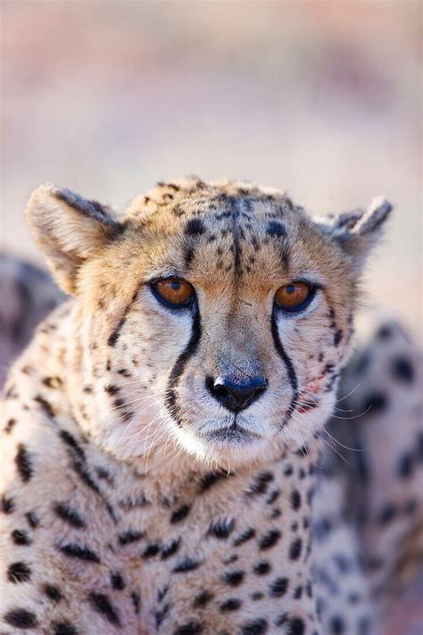 CHEETAH Acinonyx Jubatus Namibia License Image 70324305 Lookphotos