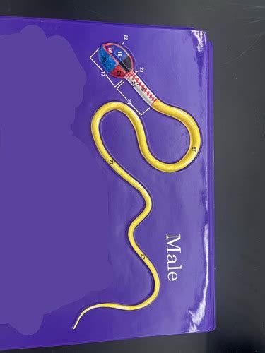 Sperm anatomy Flashcards | Quizlet 