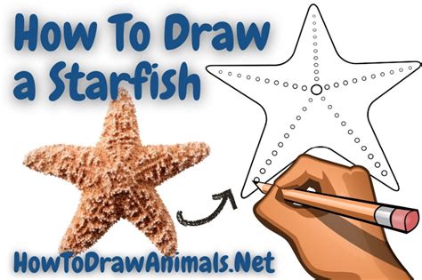 How To Draw A Starfish Easy Drawing Tutorial