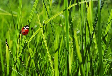 Ladybug In Grass Stock Image Colourbox