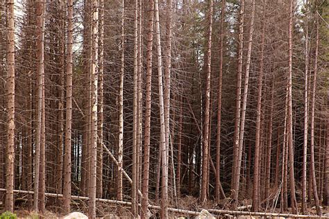 Waldsterben 2 0 So Sieht Es In Deutschland Aus