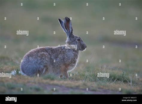 Qinghai wildlife hi-res stock photography and images - Alamy