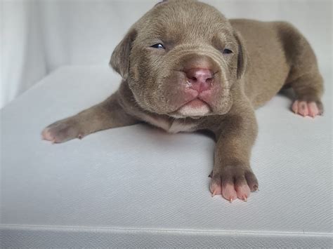 Puppies - American XL Bully