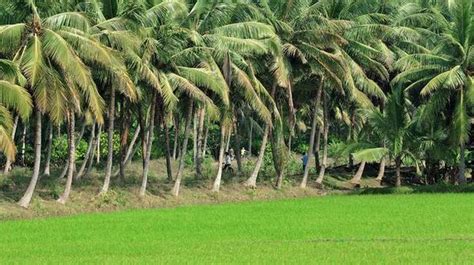 Integrated coconut park at Ambajipeta soon - The Hindu