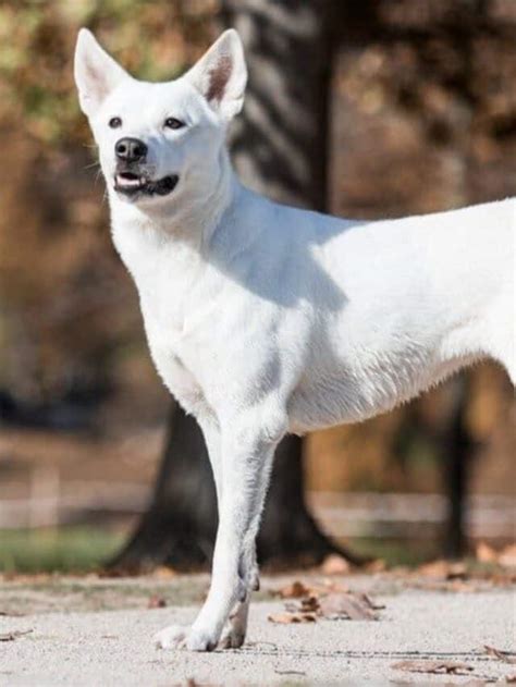 White Canaan Dog