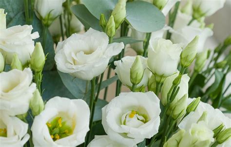 La flor del lisianthus: colores y significados | Interflora