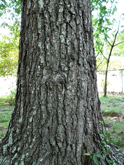 Quercus falcata