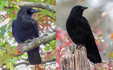 Fish Crow vs American Crow: How To Tell Them Apart - Bird Guidance