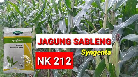 Melihat Pertumbuhan Jagung Sableng Nk Tanam Kedua Memasuki Musim