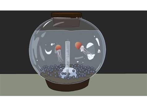 How to Start a Jellyfish Tank: 12 Steps (with Pictures)