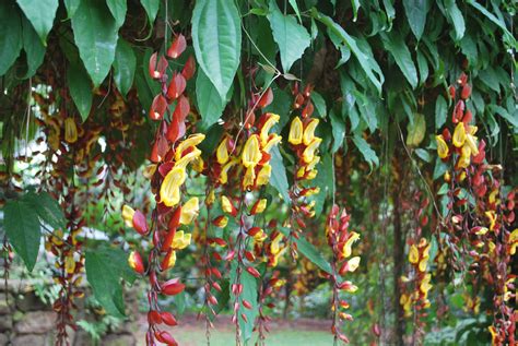 Jardin Botanique De Wahiawa Tourisme Wahiawa Viamichelin