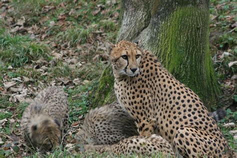 Tierpatenschaft mit Zoo Salzburg