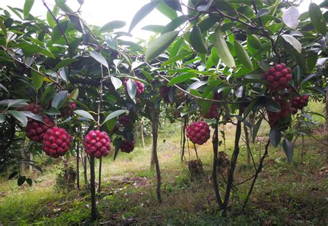 湖南环境生物职院九年攻关终突破 黑老虎武陵山区结出“希望之果”湖南民生网