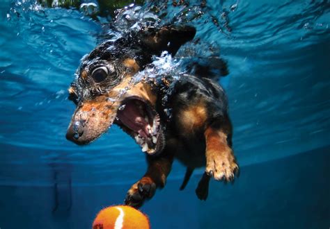 Ensine Seu C O A Trazer Itens De Reas Aqu Ticas Junto Aqui Pets