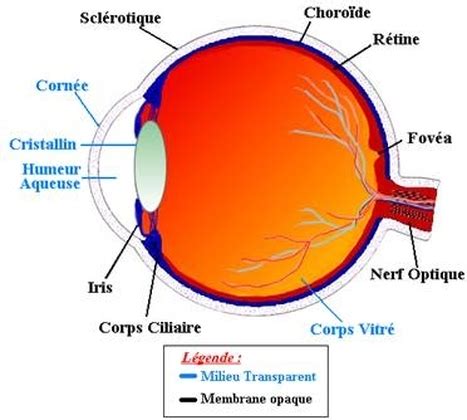 I Constitution De L Oeil Tpe Vision Des Couleurs