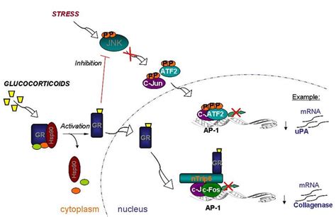 Model Of Gr Mediated Repression Of C Jun C Fos And C Jun Atf