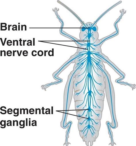 Arthropoda