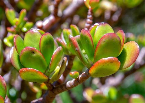 Jade Plant Care Guide How To Care For A Jade Plant The Old Farmers