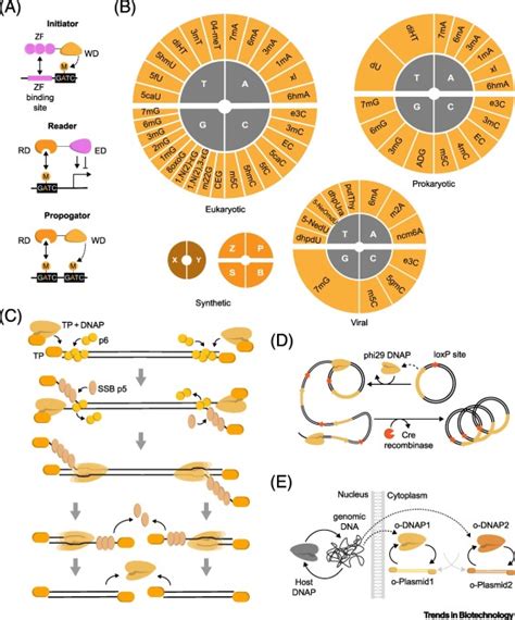 Synthetic Biological Circuits Within An Orthogonal Central Dogma