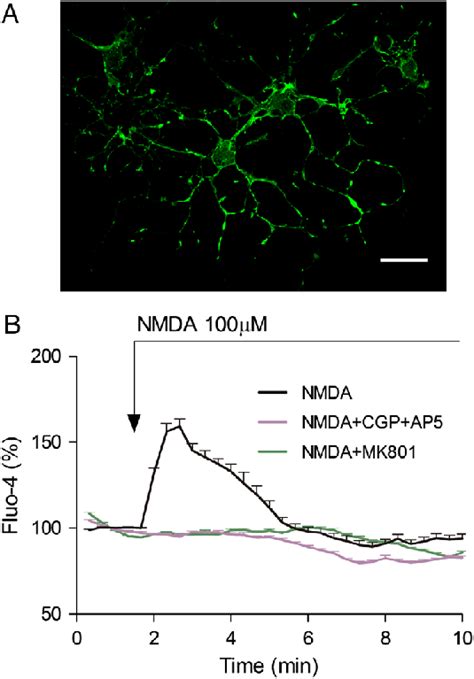 Functional Assay Of N Methyl D Aspartate Nmda Receptor Nmdar