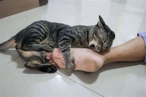 5 Alasan Yang Membuat Kucing Peliharaan Suka Menggigit Kaki Pemiliknya