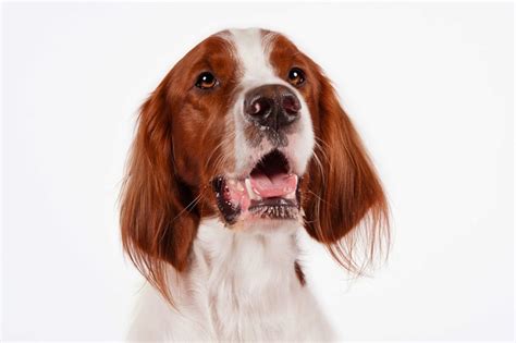 Irish Red and White Setter | Irish Dog Breeds | POPSUGAR Pets Photo 3