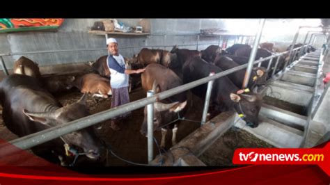 Permintaan Sapi Kurban Ke Jakarta Naik 40 Persen Ini Penyebabnya