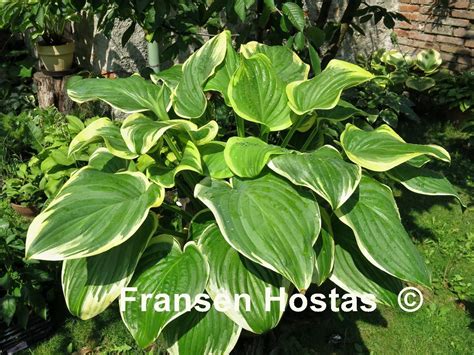 Fragrant Hosta A Guide To Growing And Caring For These Beautiful