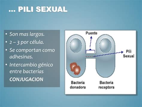 Ppt Estructura Y Morfología Bacteriana Powerpoint Presentation Id 2269731