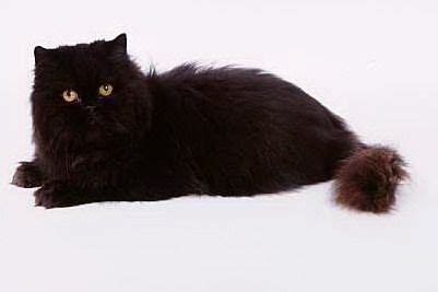 Himalayan Black Cat Breeds - Pets Lovers