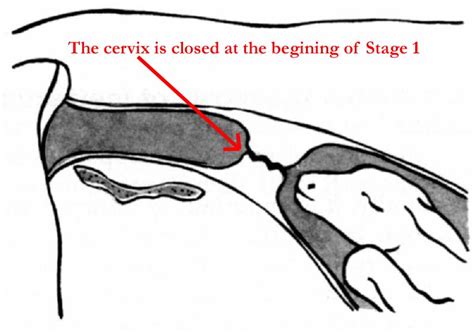 The Processes Of Normal Calving Vet In Training