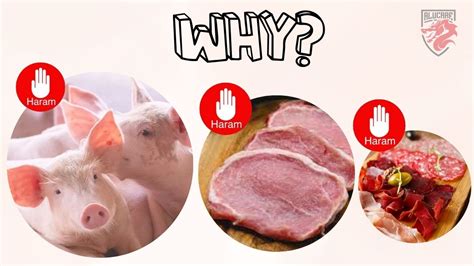 Pourquoi Le Porc Est Haram Alucare