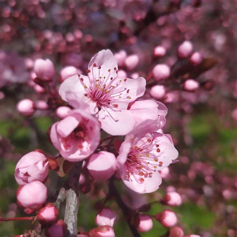 Sakura Cerise Fleur Photo Gratuite Sur Pixabay Pixabay