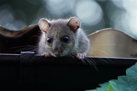 Que Mange Un Loir Dans Une Maison Gare Aux Tiques